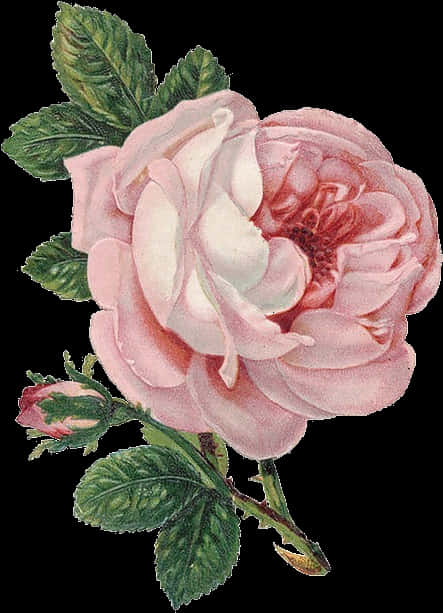 Vintage Pink Rose Illustration PNG