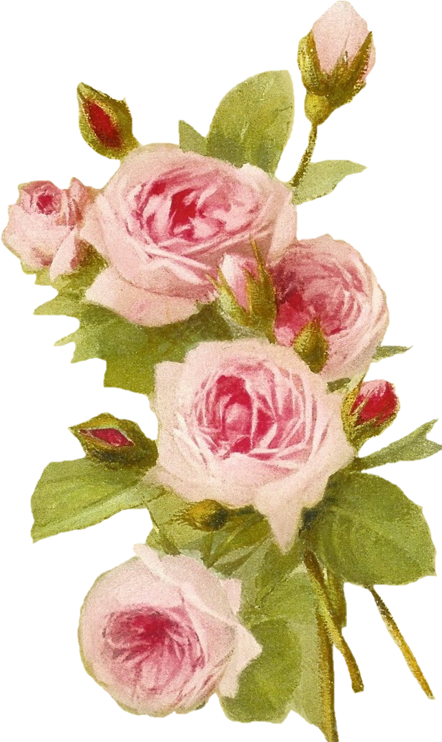 Vintage Pink Roses Artwork PNG