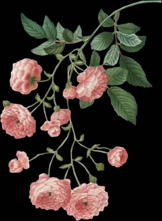 Vintage Pink Roses Illustration PNG