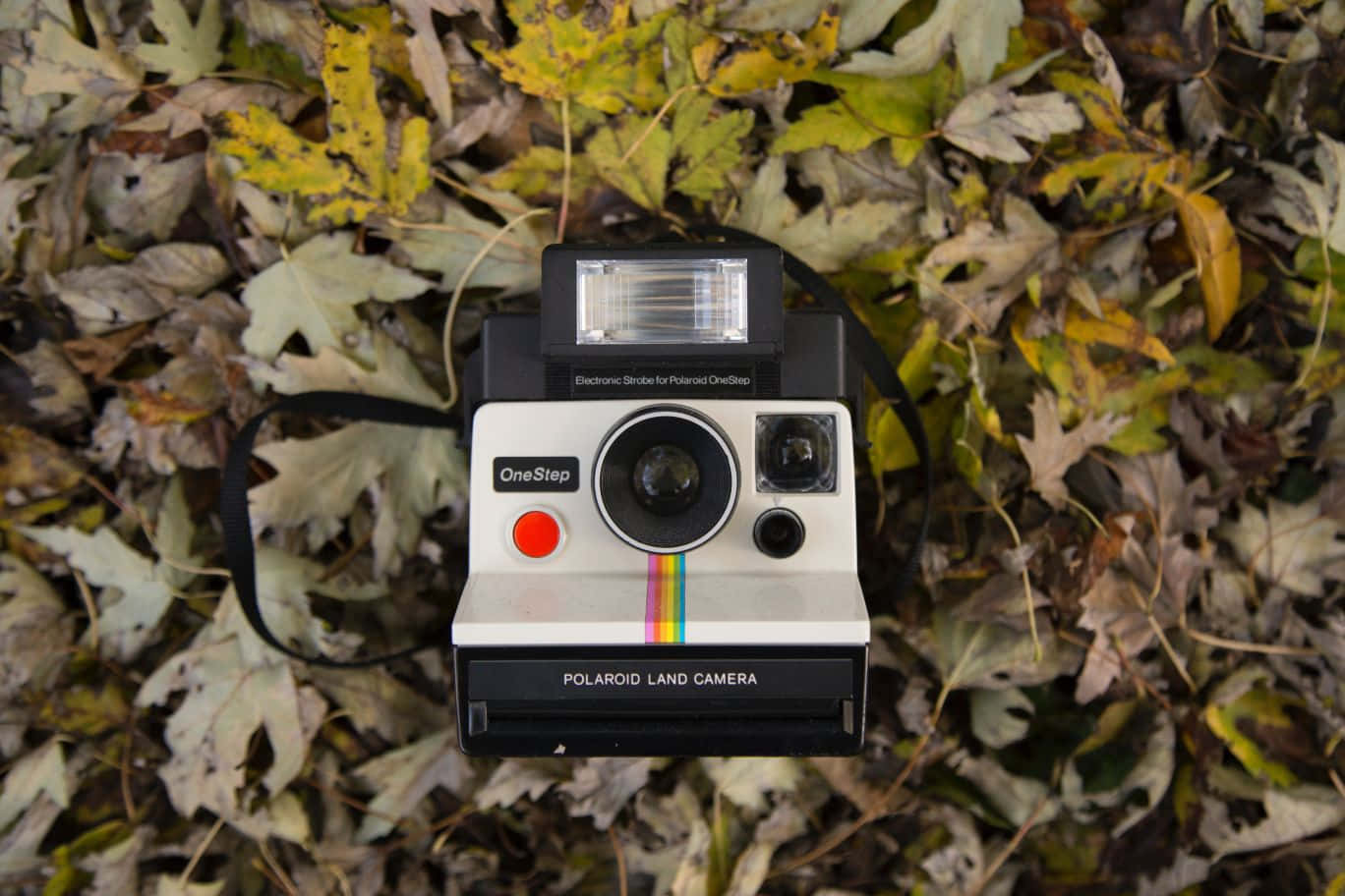 Kamera Polaroid Vintage Di Daun Musim Gugur Wallpaper