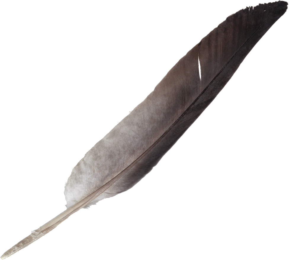 Download Vintage Quill Feather Pen.png | Wallpapers.com