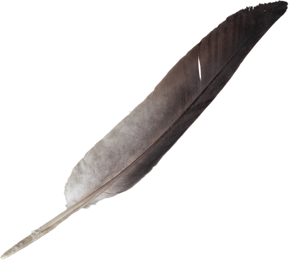 Vintage Quill Feather Pen.png PNG