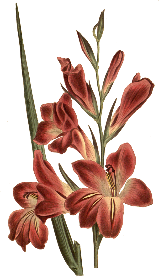 Vintage Red Gladiolus Illustration PNG