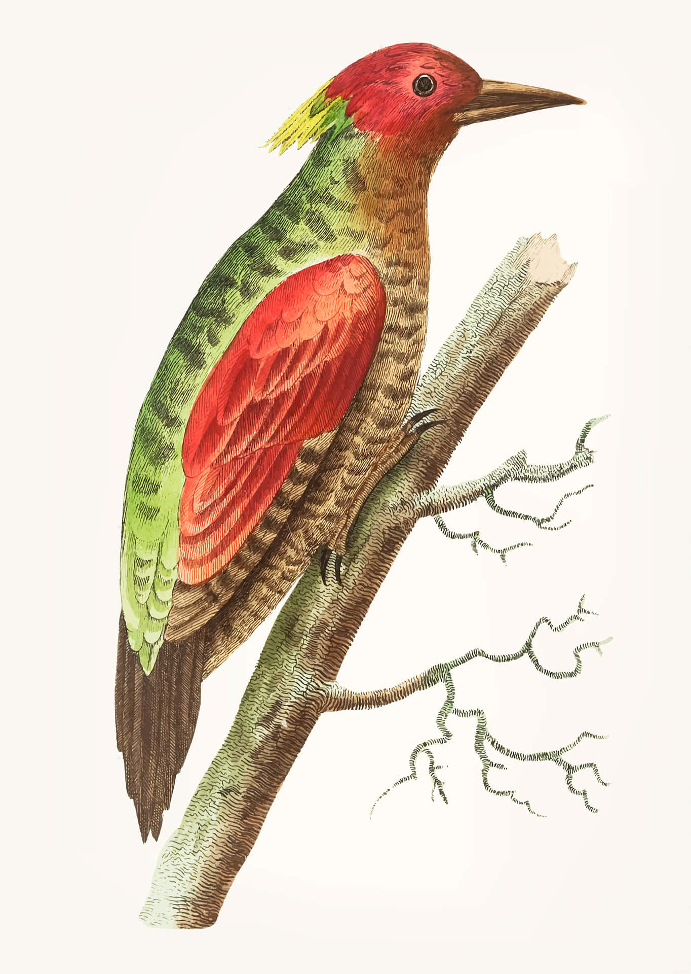 Vintage Red Headed Woodpecker Illustration Wallpaper