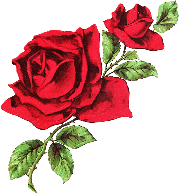 Vintage Red Rose Illustration PNG