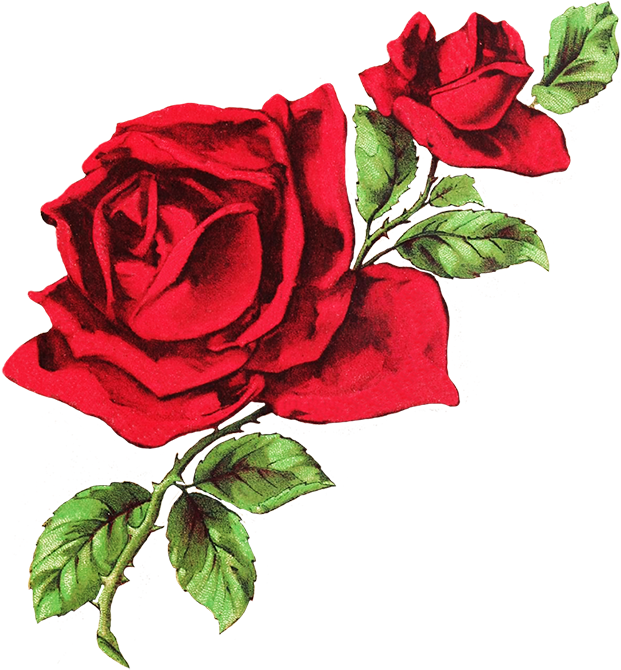 [100 ] Rose Drawing Png Images