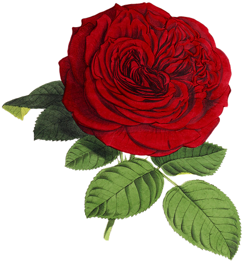 Vintage Red Rose Illustration PNG