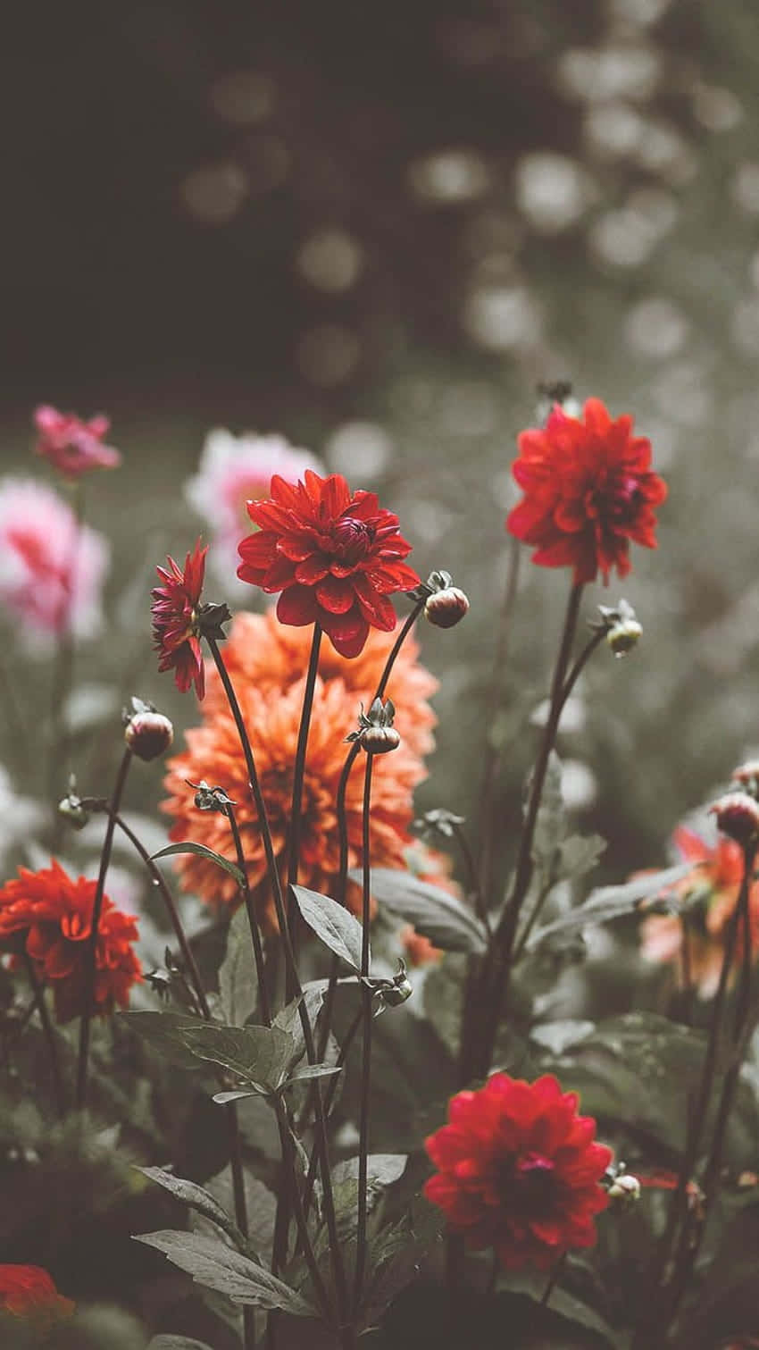 Latar Belakang Bokeh Bunga Liar Merah Vintage Wallpaper