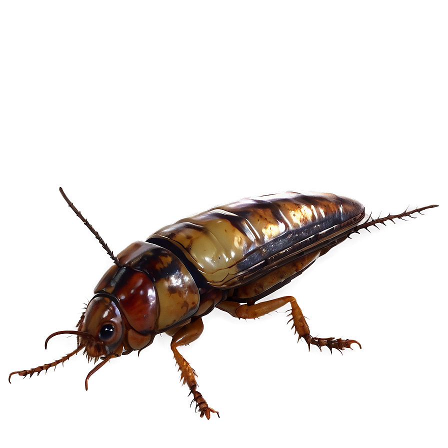 Download Vintage Roach Png Plk | Wallpapers.com