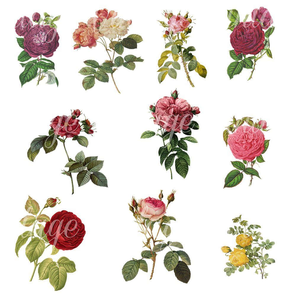 Elegant Vintage Rose Wallpaper