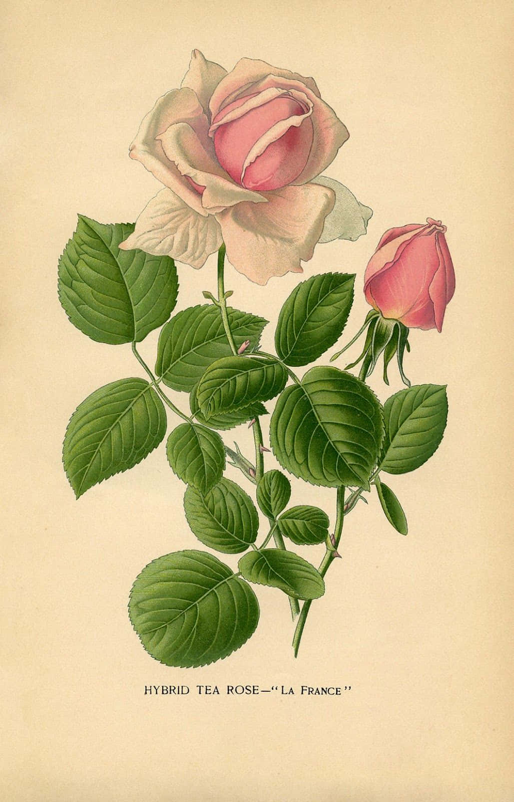 Vintage Rose Elegance Wallpaper