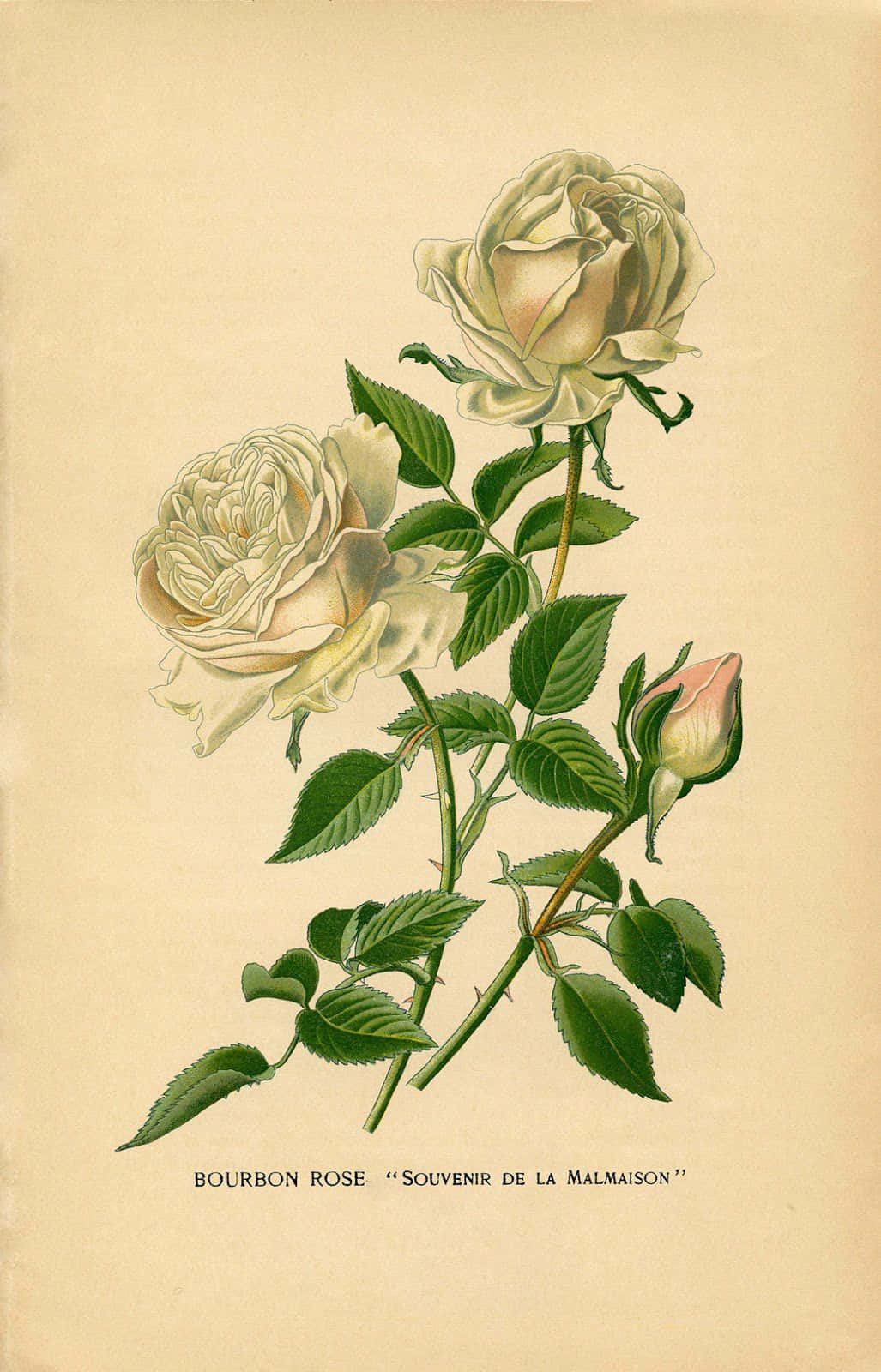 Vintage Rose in Full Bloom Wallpaper