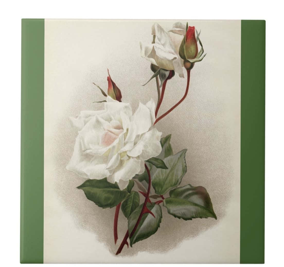 Vintage Rose Blooming in Full Glory Wallpaper