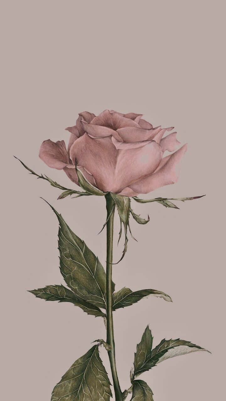 Vintage Rose Blooming Wallpaper Wallpaper