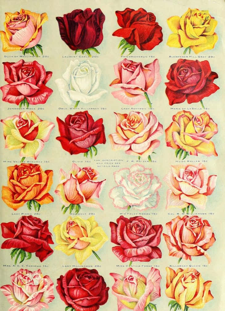 Vintage Rose with a Romantic Touch Wallpaper