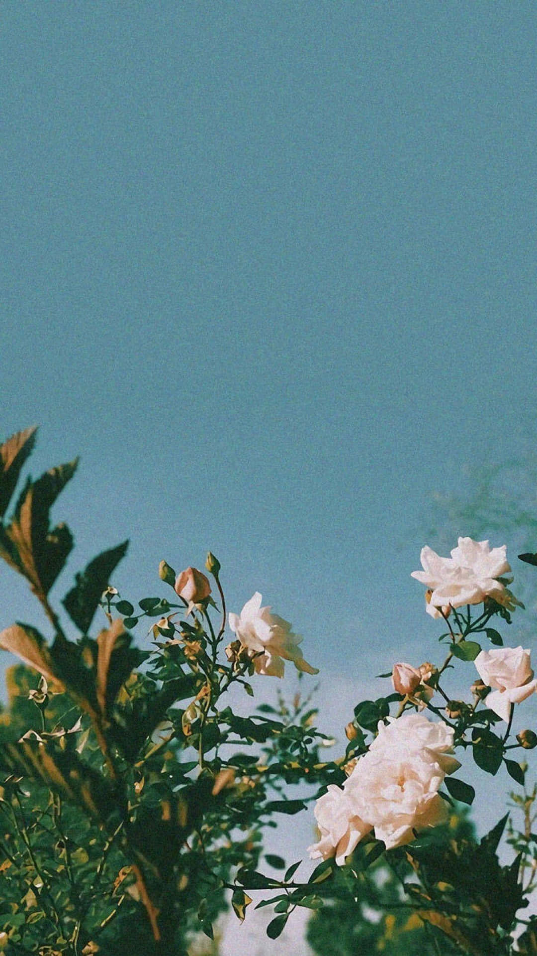 Vintage Rose Blooms Blue Sky Background Wallpaper