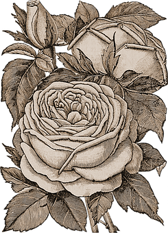 Vintage Rose Sketch Artwork PNG