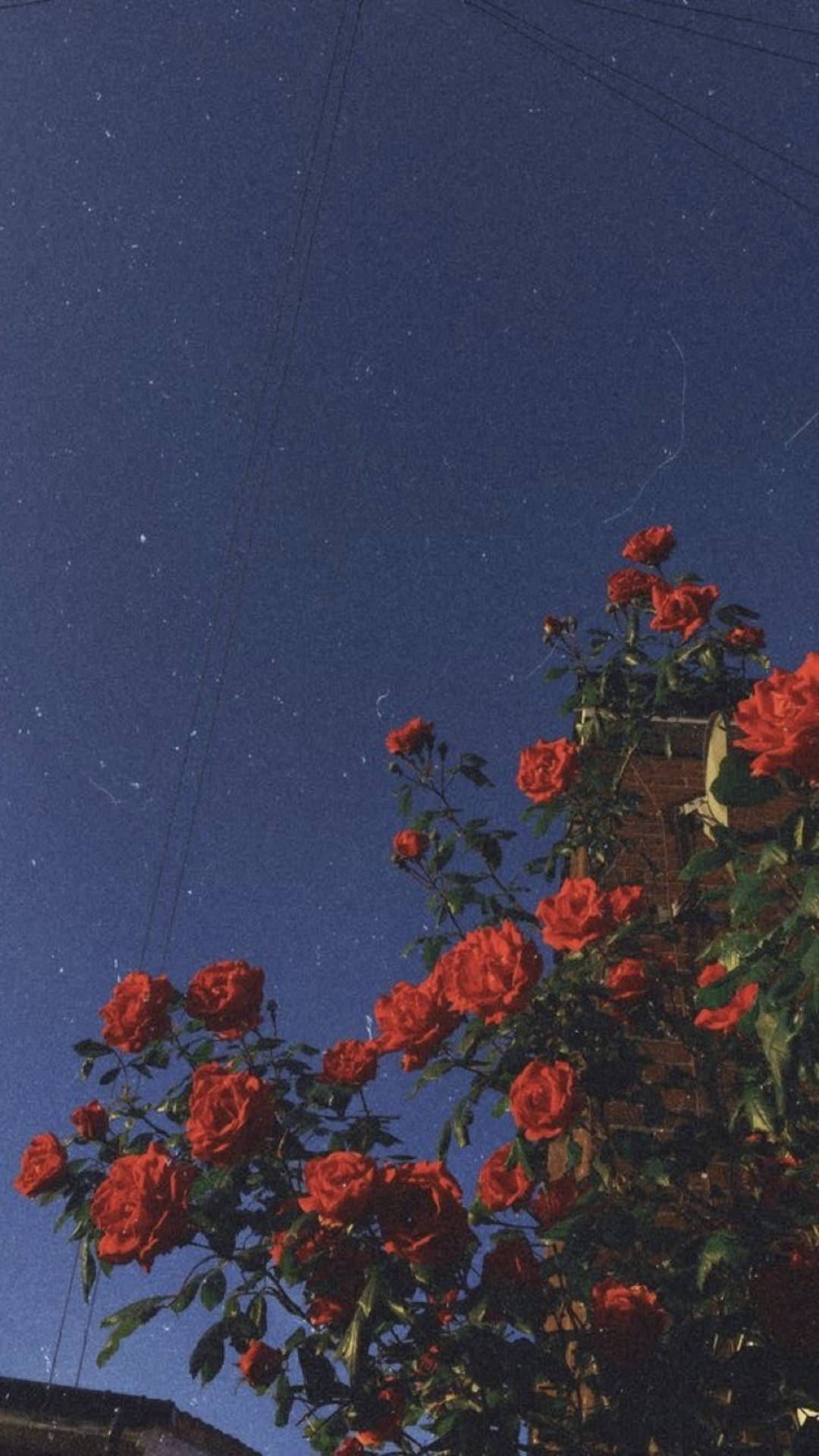 Vintage Roses With Grainy Aesthetic Indie Phone Background