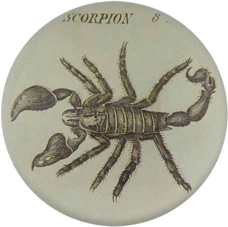 Vintage Scorpion Illustration PNG