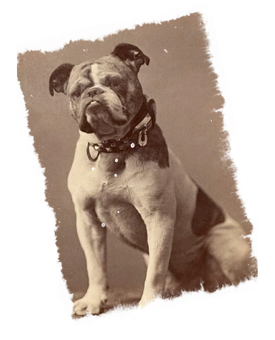 Vintage Sepia Toned Bulldog Portrait PNG