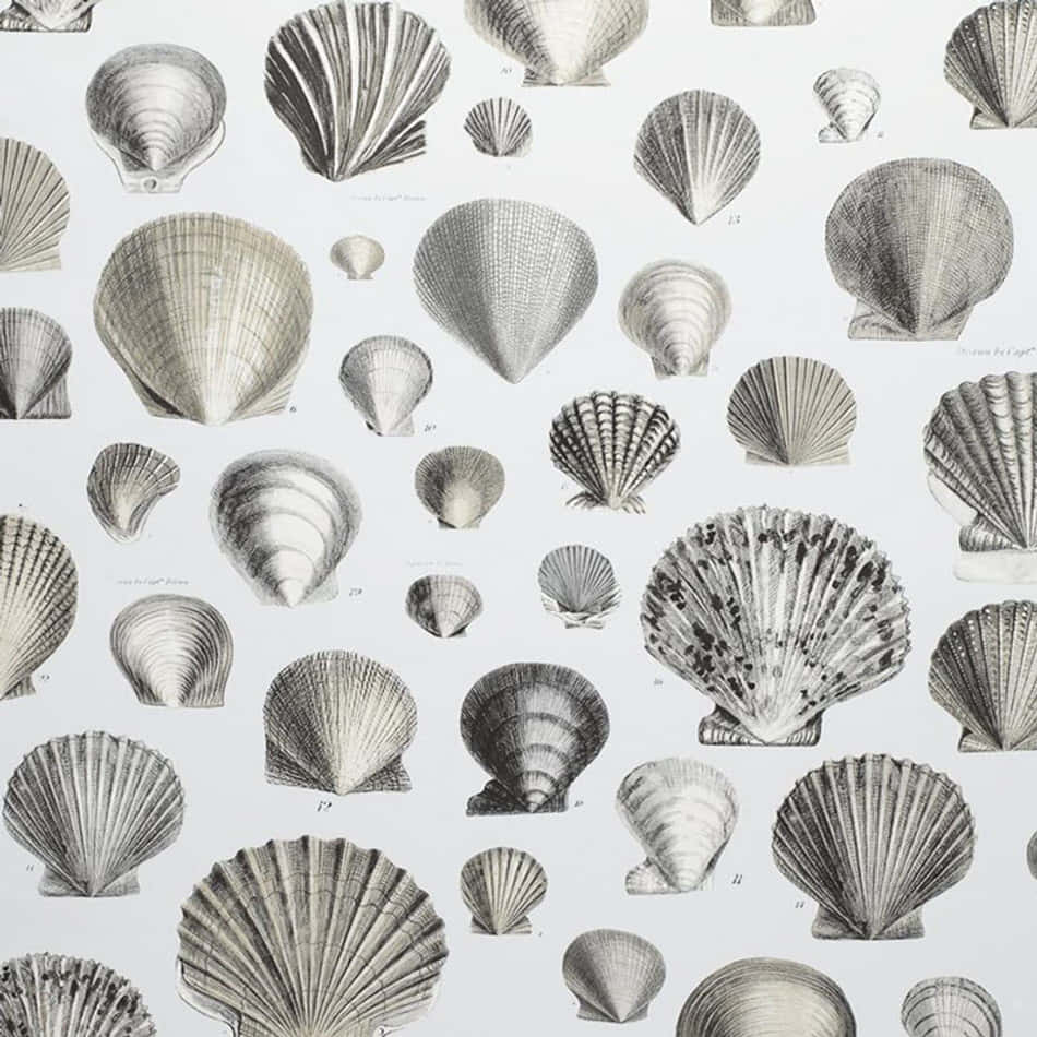 Vintage Shell Illustrations Wallpaper