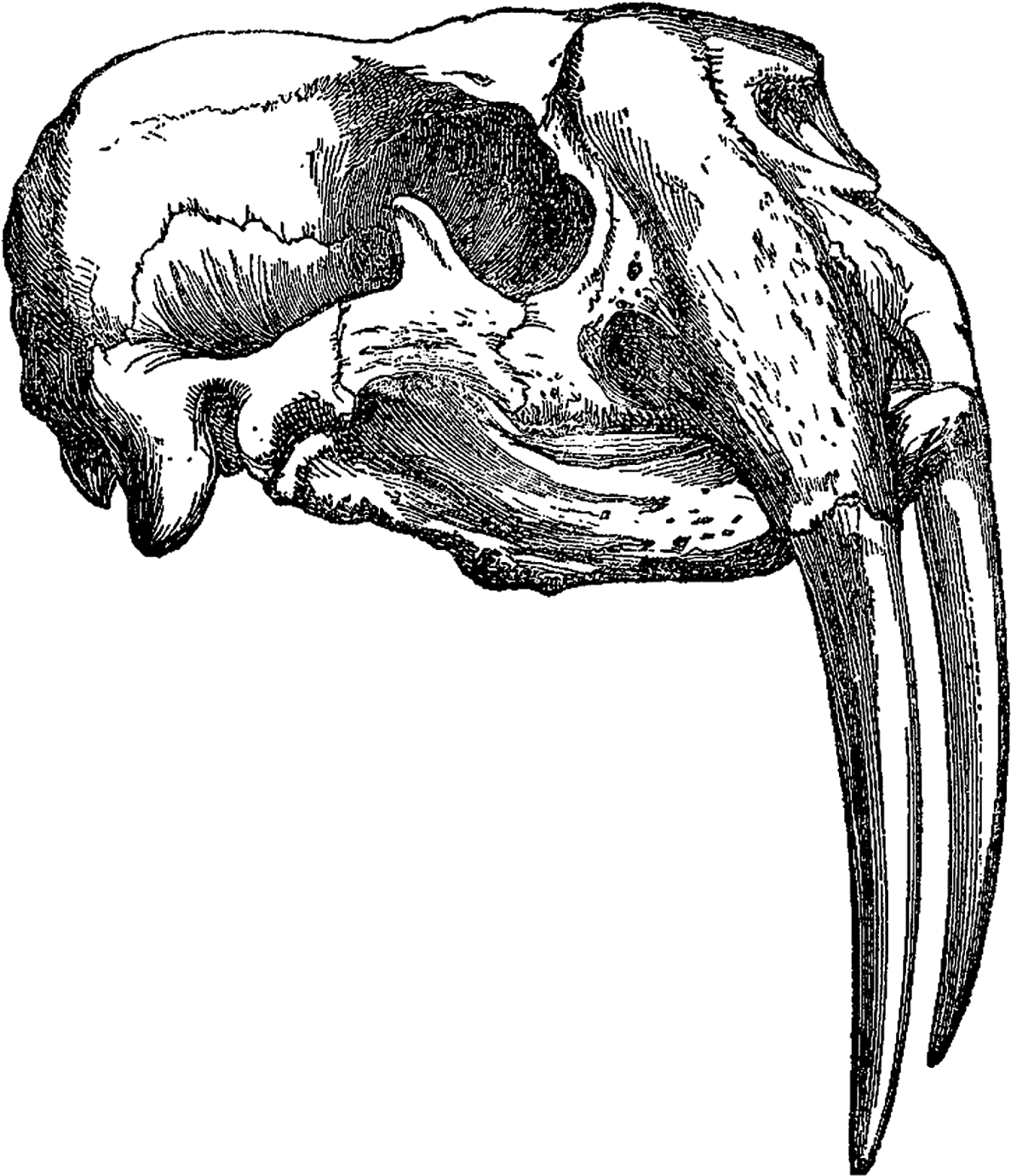 Vintage Skull Drawingwith Tusks PNG