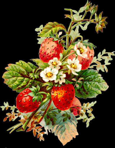 Vintage Strawberry Illustration PNG