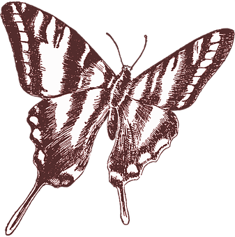 Vintage Style Butterfly Illustration PNG