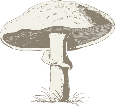 Vintage Style Mushroom Illustration PNG