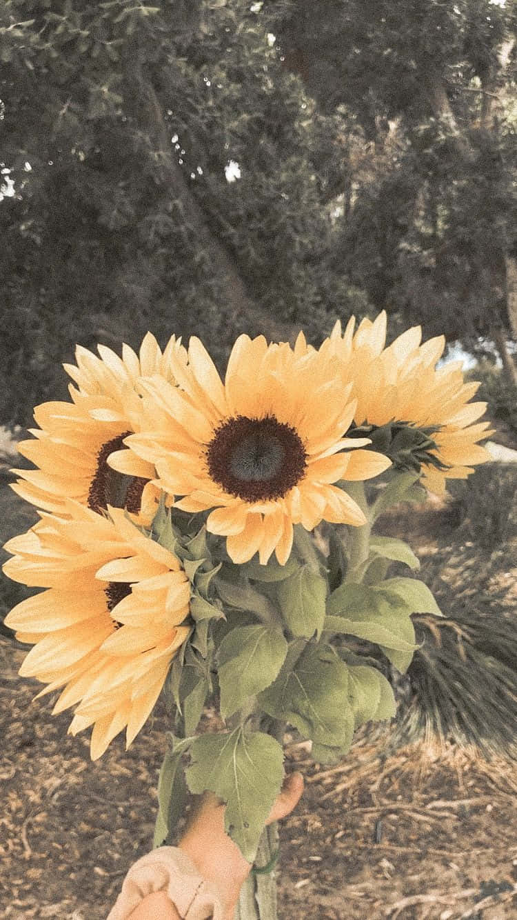 Vintage Sunflower Bouquet Sepia Tone Wallpaper
