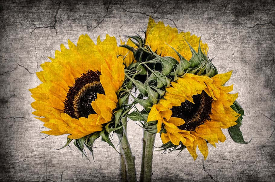 Vintage Sunflower Bouquet Texture Background Wallpaper