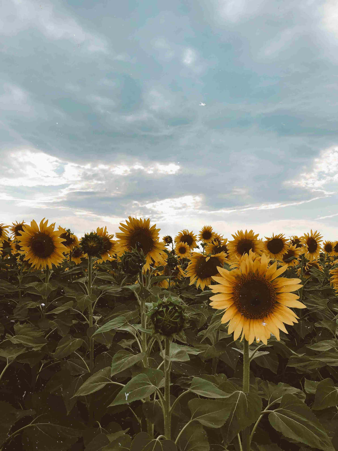 Vintage Sunflower Field Cloudy Sky Wallpaper