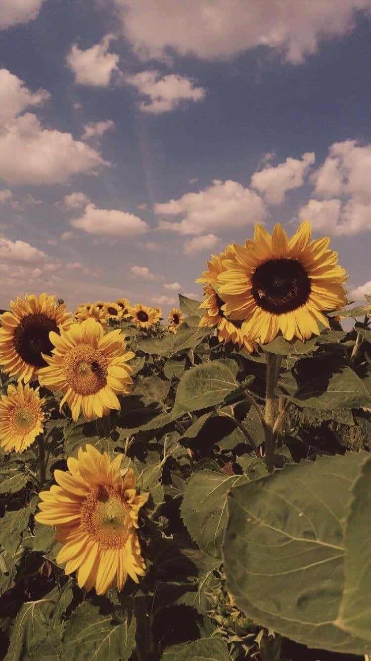 Vintage Sunflower Field Sky Wallpaper