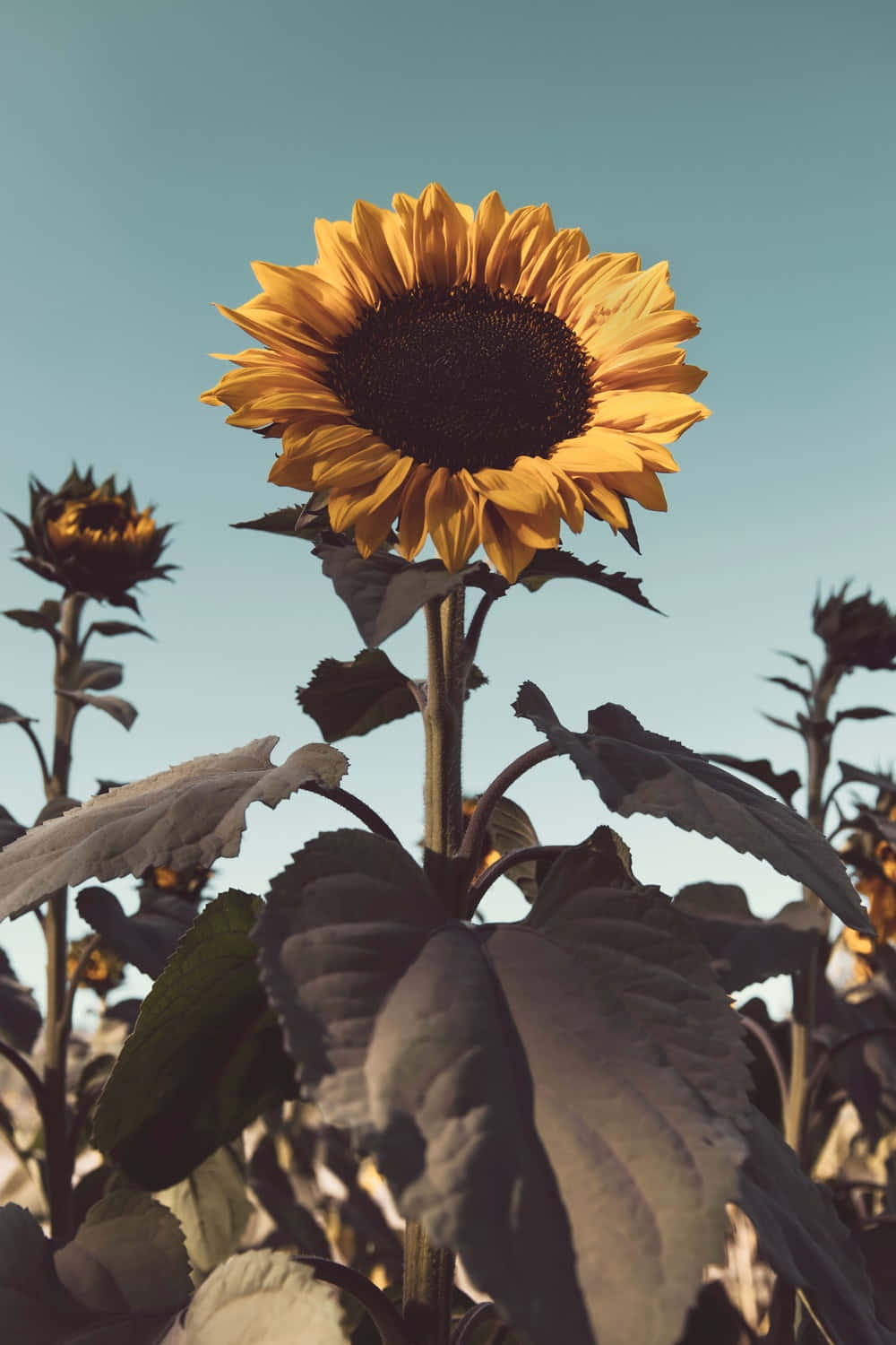 Vintage Sunflower Field Sunset Wallpaper