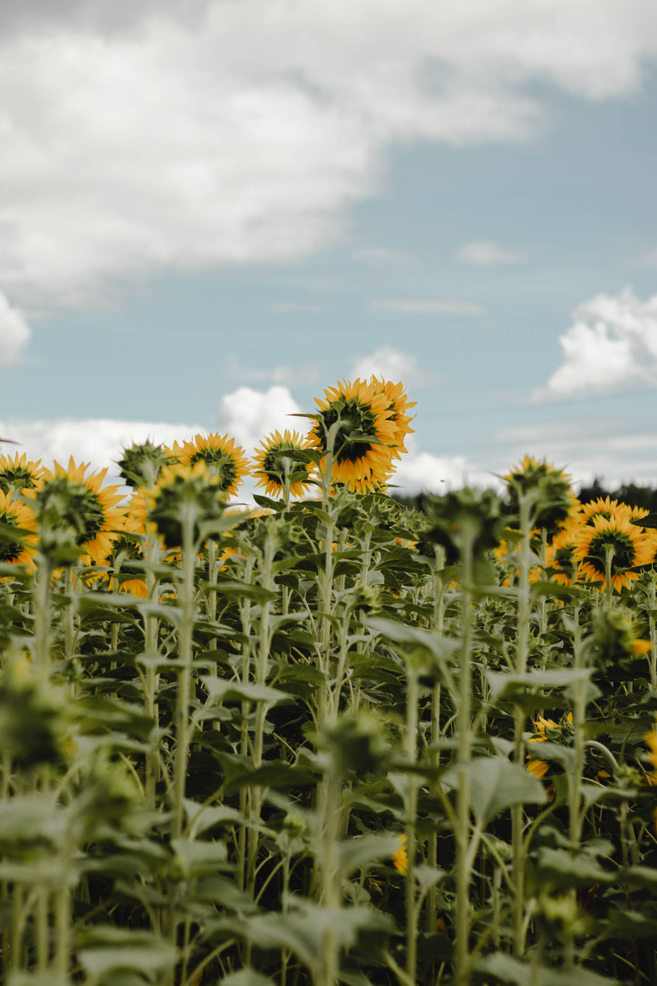 Vintage Sunflowers Field