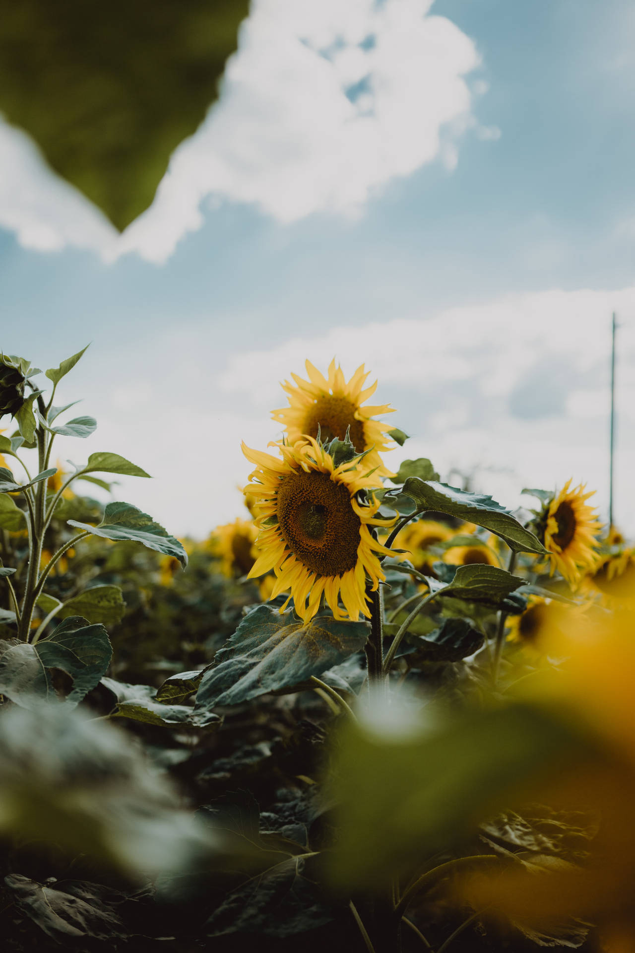 Vintage Sunflowers Field Background
