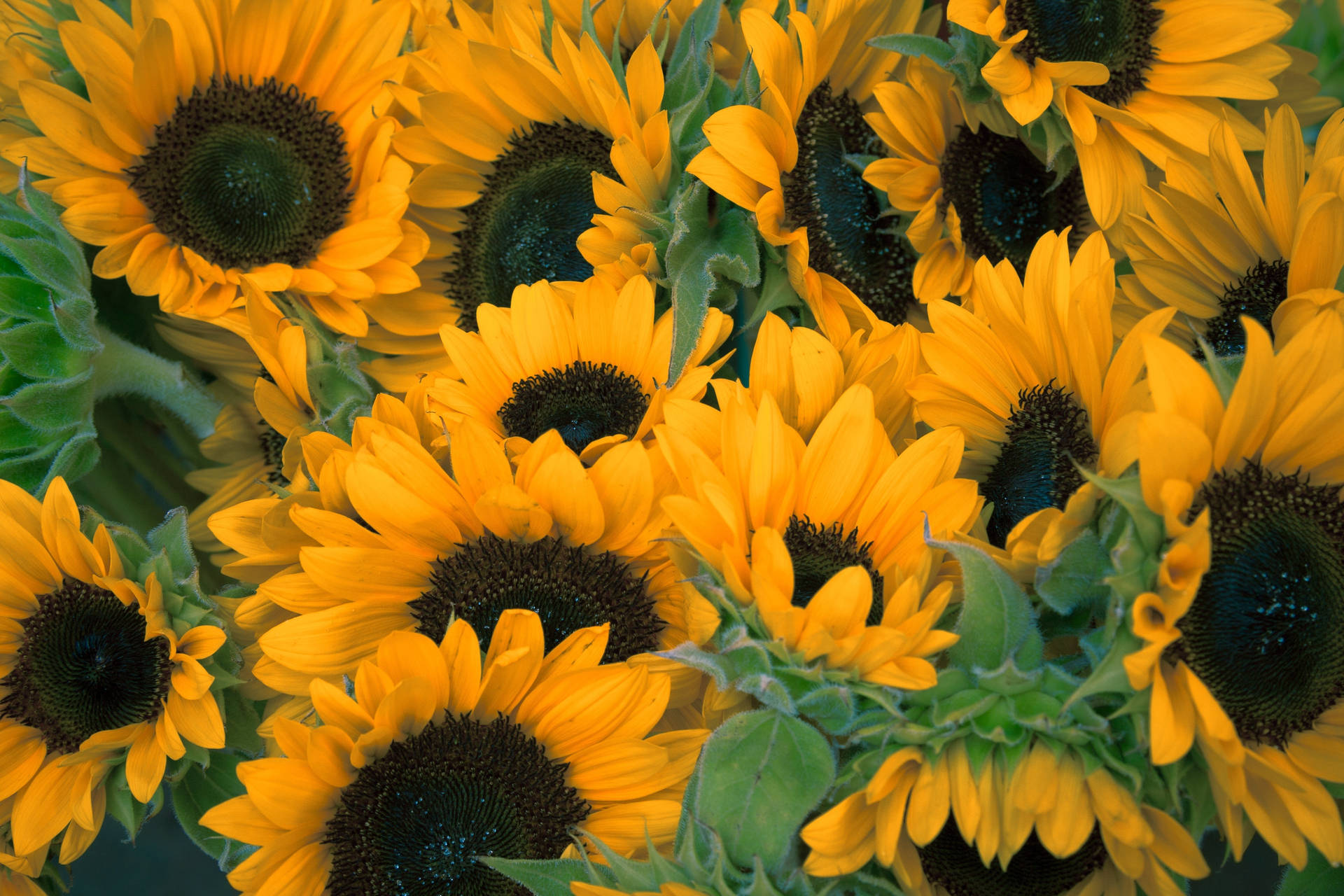 Vintage Sunflowers Field Background