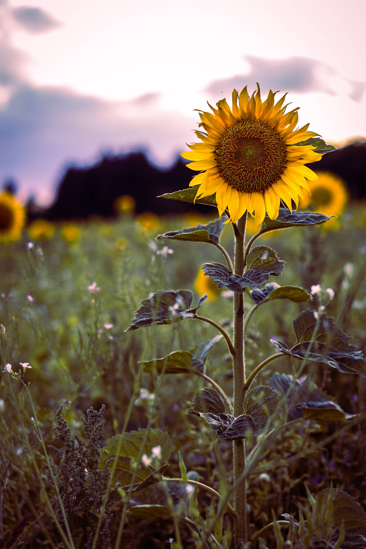 Vintage Sunflowers In Field Background
