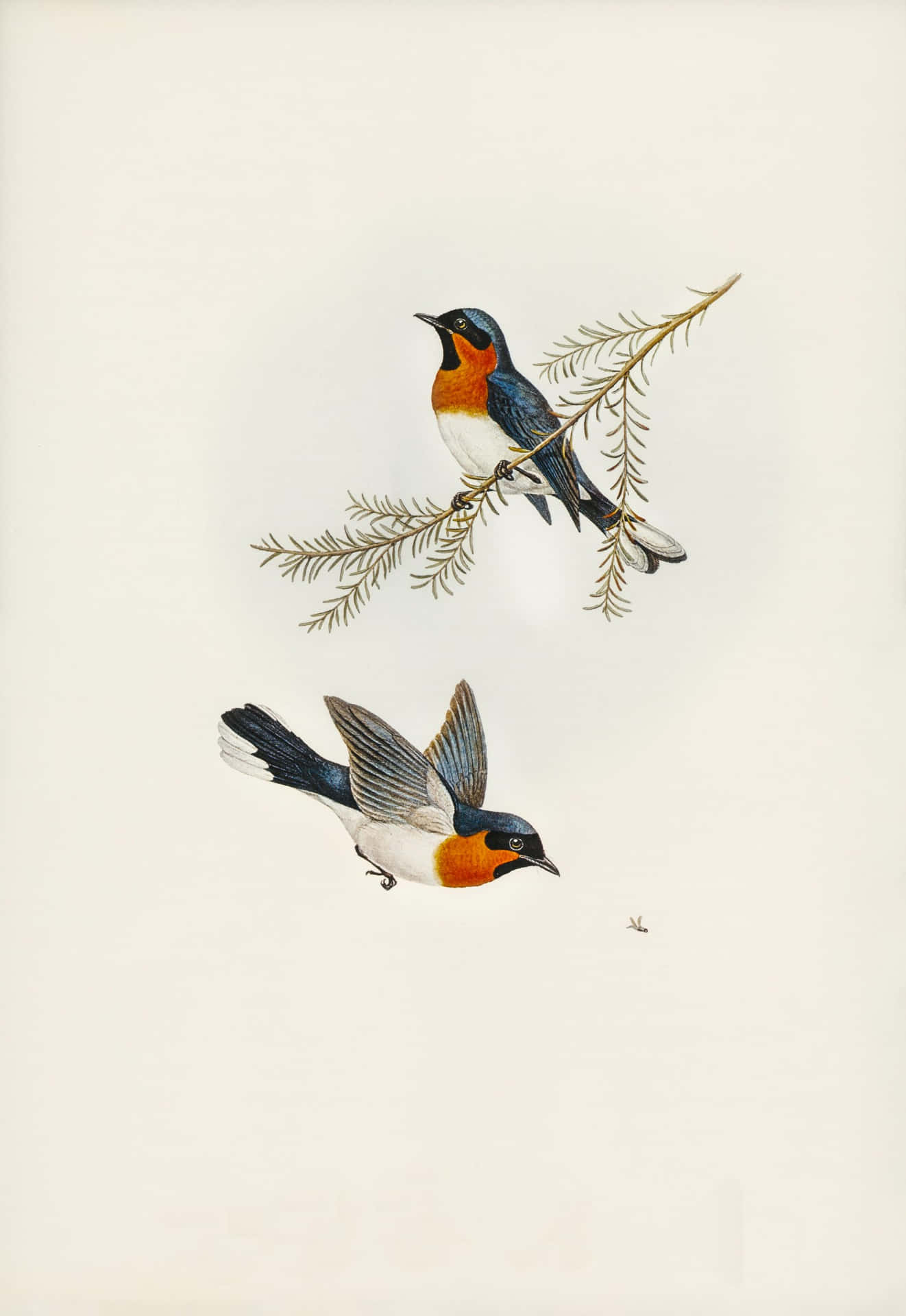 Vintage Swallow Illustration Wallpaper