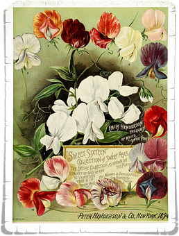 Vintage_ Sweet_ Peas_ Advertisement_1898 PNG