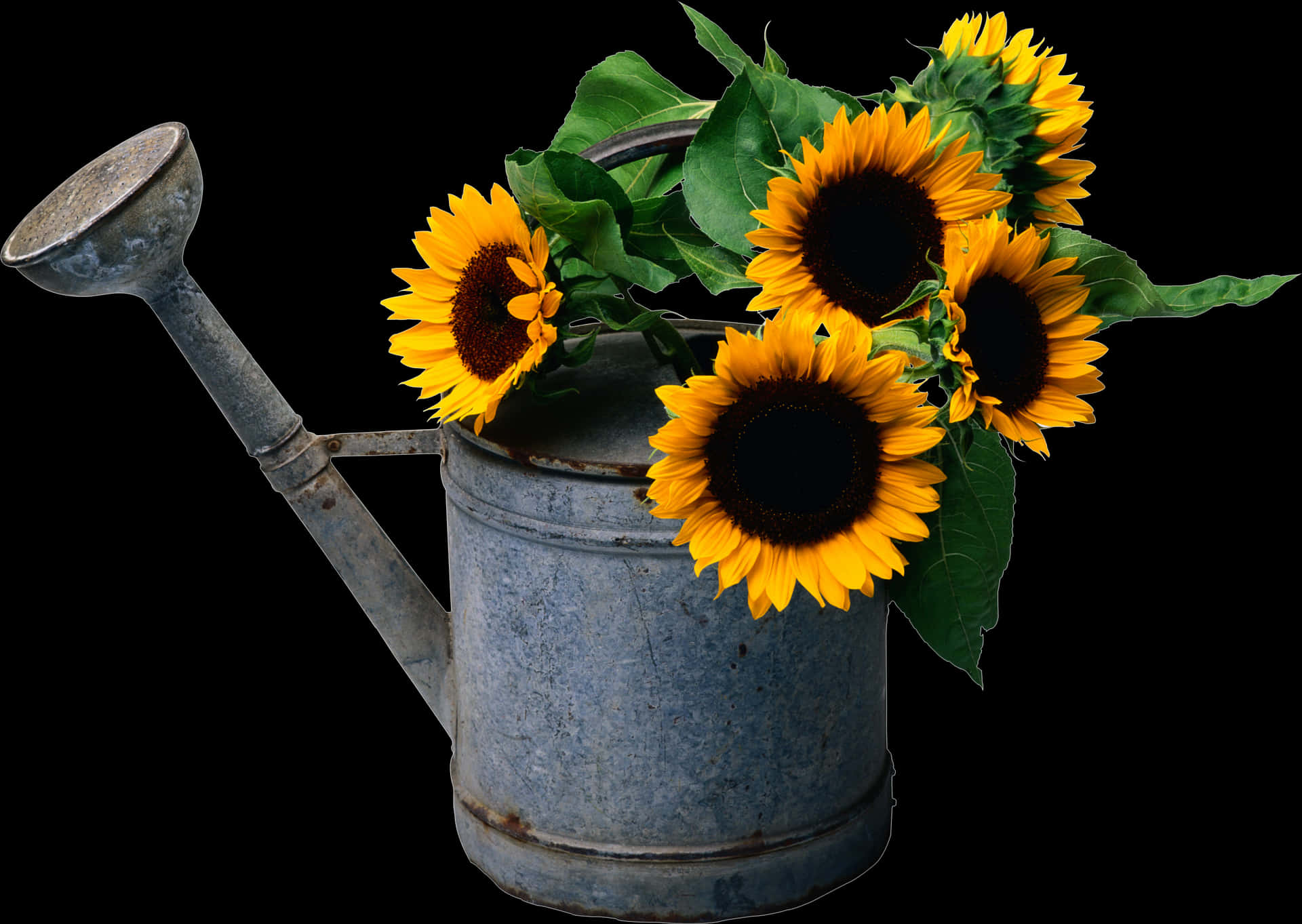 Vintage Watering Canwith Sunflowers PNG