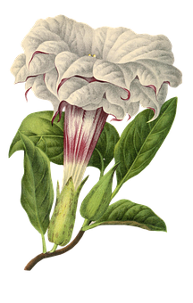 Vintage White Angel Trumpet Flower PNG