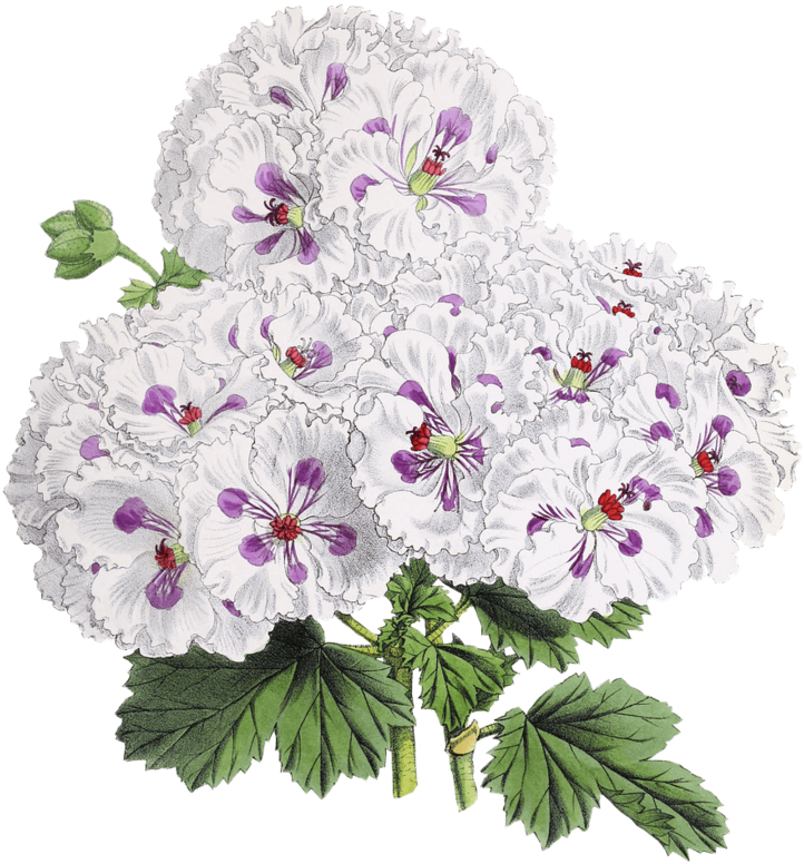 Vintage White Purple Floral Illustration PNG
