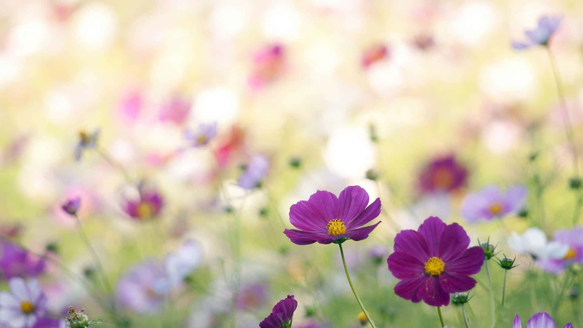 Vintage Wildflower Meadow Serenity Wallpaper