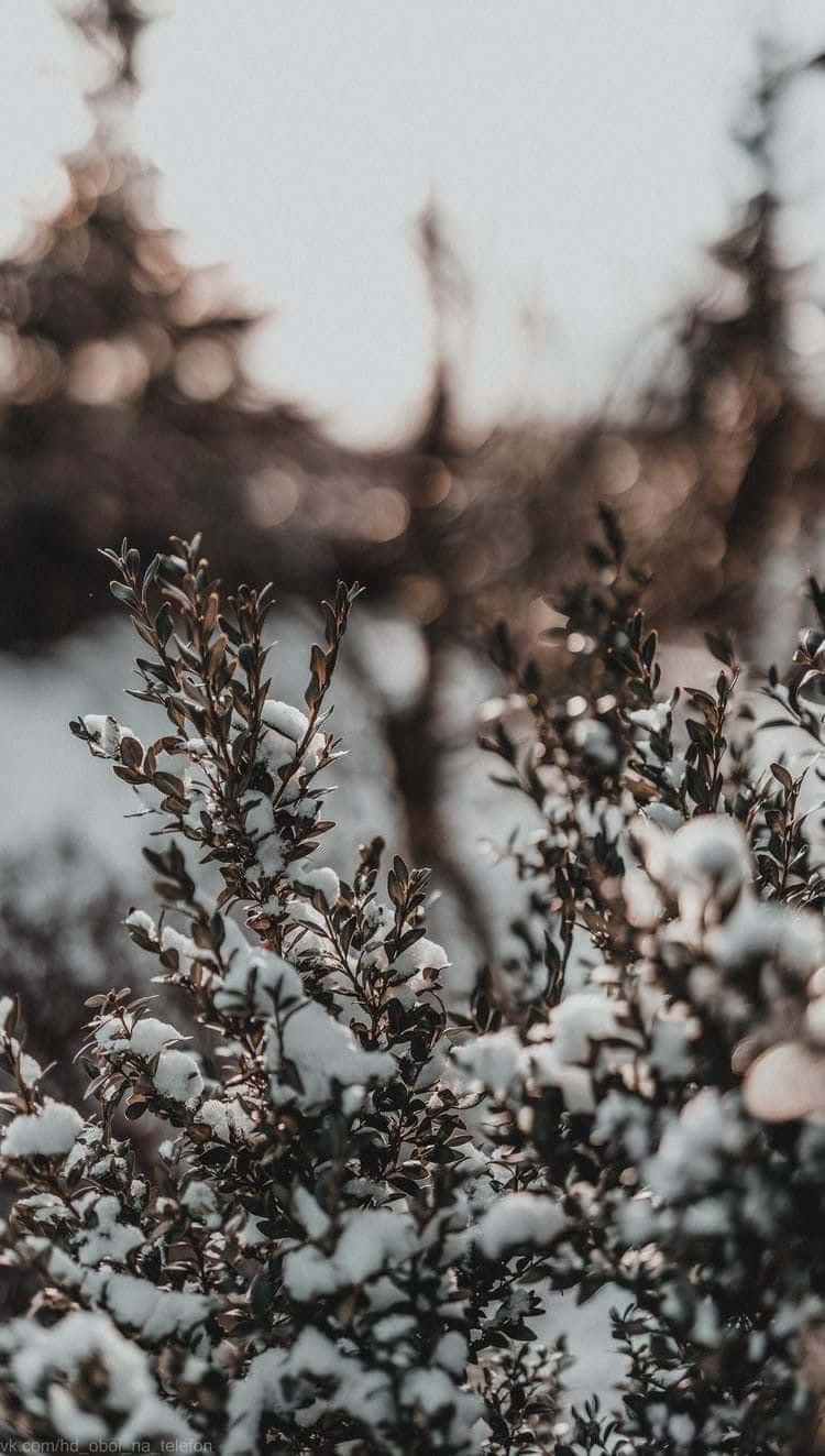 Vintage Winter Snow Covered Branches Wallpaper