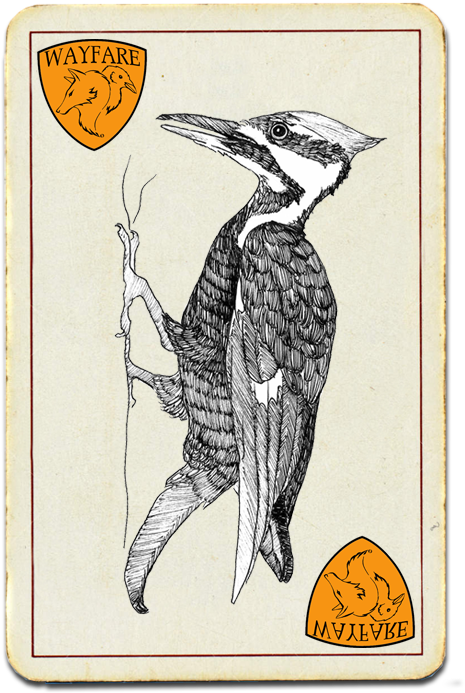 Vintage Woodpecker Illustration Card PNG