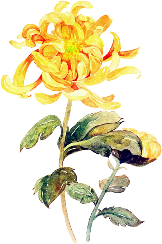 Vintage Yellow Chrysanthemum Watercolor PNG
