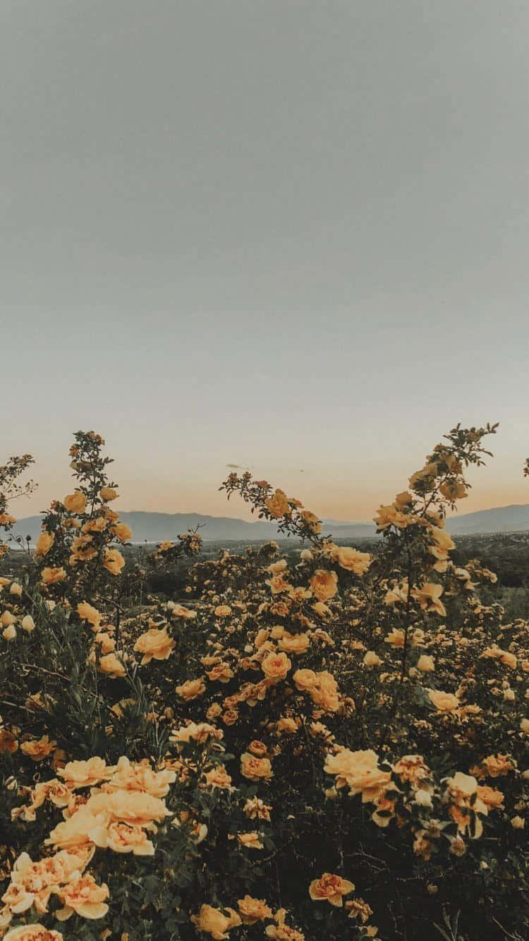 Vintage Yellow Roses Sunset Sky Wallpaper