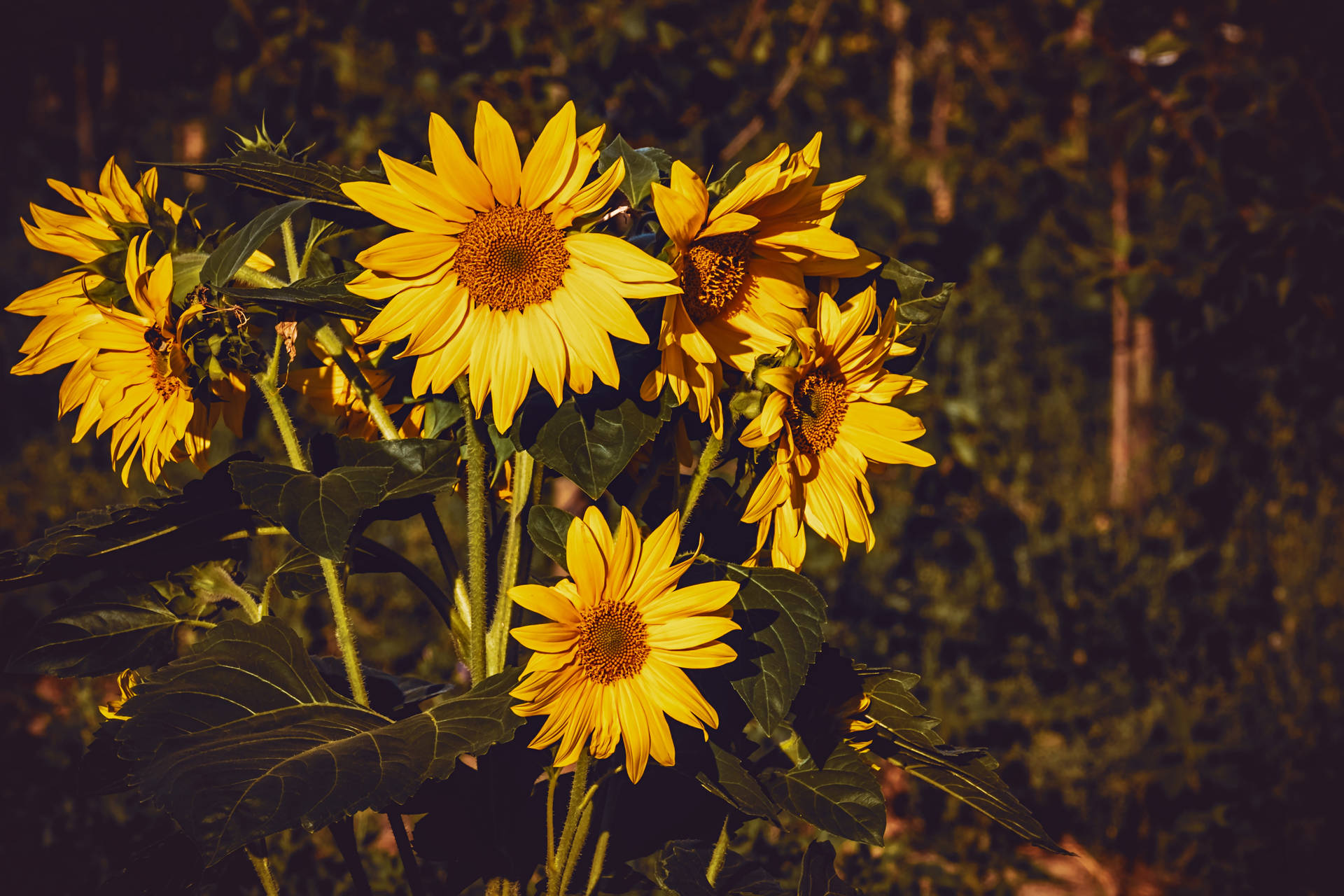 Vintage Yellow Sunflowers Background