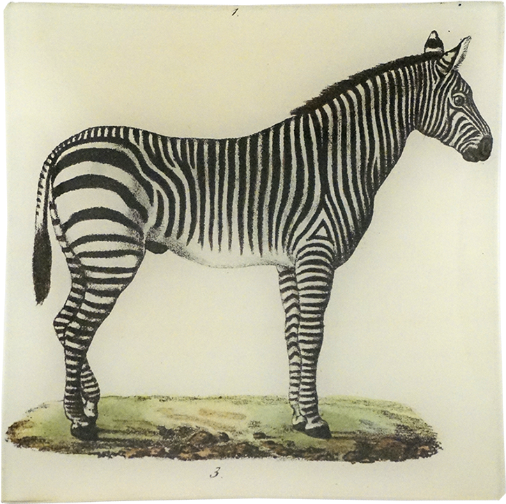 Vintage Zebra Illustration PNG